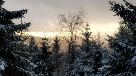 Schneebedeckter Schwarzwald