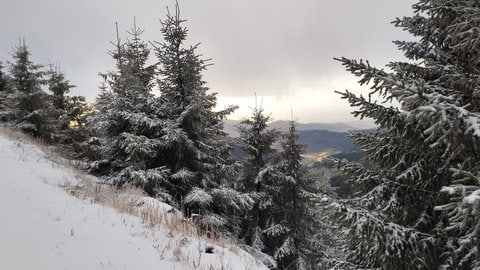 Schneebedeckter Schwarzwald