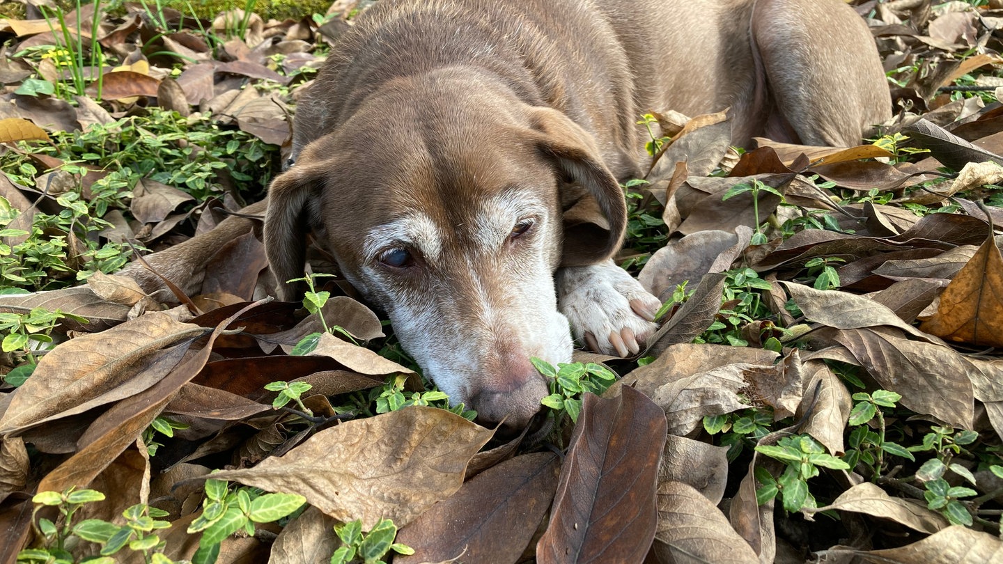 Hund Lina ist Opfer einer Beißattacke in Bad Schönborn geworden