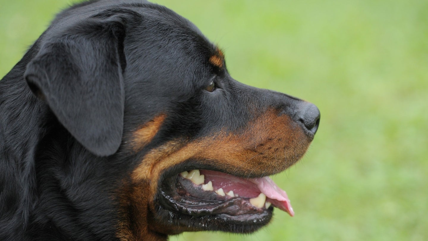 (Symbolbild) Ein Rottweiler auf einer Wiese. Nach dem Angriff von vier freilaufenden Hunden in Pfinztal-Söllingen sind mehrere Menschen verletzt worden.