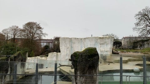 Suchbild mit Eisbär: das Gehege der Eisbären im Zoo Karlsruhe ist seit der Geburt von zwei Jungbären weiträumig abgesperrt.