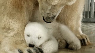 So süß sind Eisbärenbabys! Den Nachwuchs im Karlsruher Zoo hat seit der Geburt noch niemand gesehen.