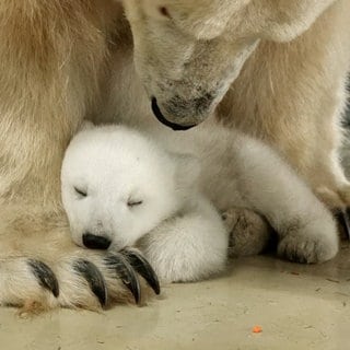 So süß sind Eisbärenbabys! Den Nachwuchs im Karlsruher Zoo hat seit der Geburt noch niemand gesehen.