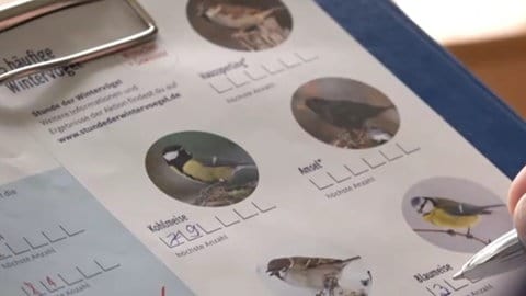 Vögel zählen: Ein wichtiger Beitrag für den Naturschutz.