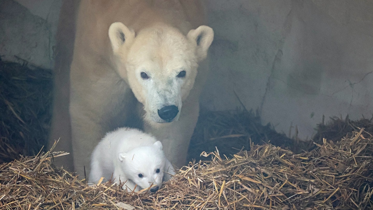 Nach-Sorge-um-Eisb-r-Baby-Zoo-ver-ffentlicht-erste-Bilder-