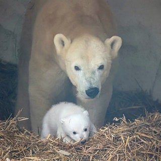 Eisbärbaby im Zoo Karlsruhe