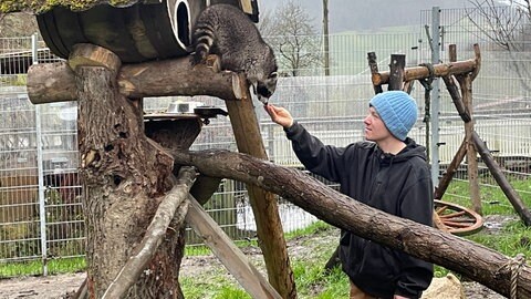 Tierpfleger Jonas Fischer mit einem Waschbär auf dem Lebenshof in Ottenhöfen