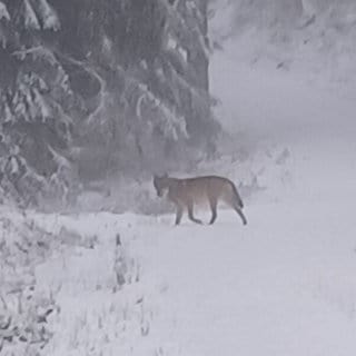 Ein Wolf steht in einem verschneiten Waldstück im Schwarzwald.