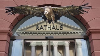 Collage Rathaus Karlsruhe und fliegender Geier