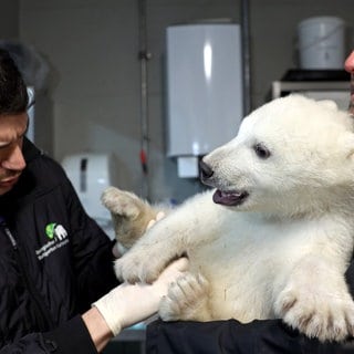 Die Zootierärzte Dr. Marco Roller und Dr. Lukas Reese (v.l.) untersuchen den jungen Eisbären, der von Revierleiter Moritz Ehlers gehalten wird.