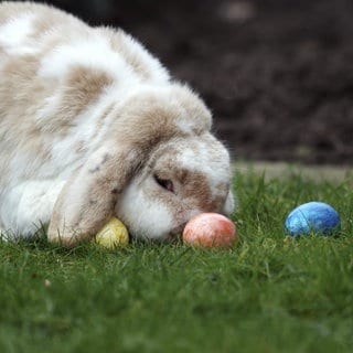 Ein Hase als Osterhase vor bunt gefärbten Ostereiern  | Droht eine Eier-Knappheit rund um Oster?