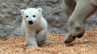 Der kleine Eisbär im Karlsruher Zoo.