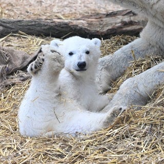 Das Eisbär-Baby im Karlsruher Zoo: Am Dienstag wurde der Name des Jungen bekanntgegeben.