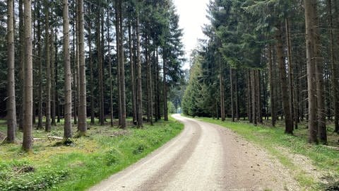 Wirtschaftsweg durch den Wald von Lauterstein: Diese Wege wurden für den Transport der Windräder genutzt.