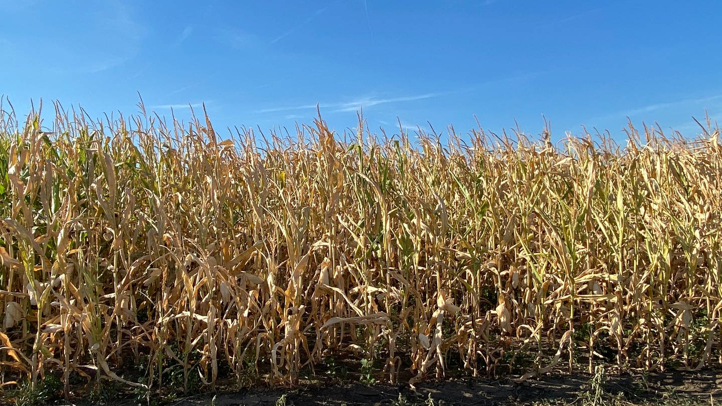 Die Hitze schadet dem Mais auf dem Feld von Landwirt Wolfgang Guckert in Mannheim