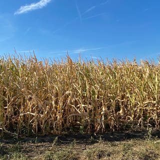Die Hitze schadet dem Mais auf dem Feld von Landwirt Wolfgang Guckert in Mannheim
