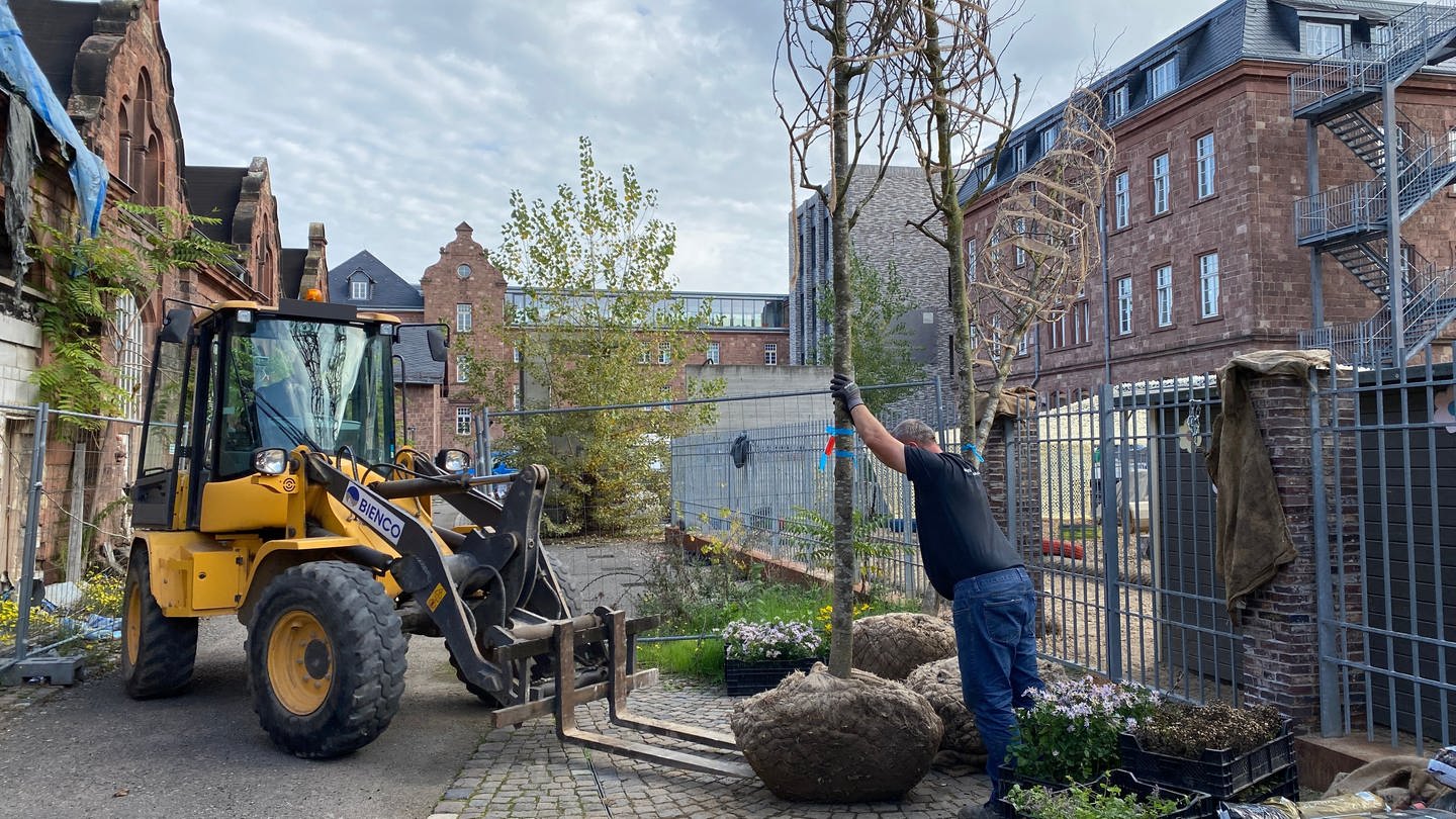 Ein Bauarbeiter lädt einen Baum auf einen Bagger auf