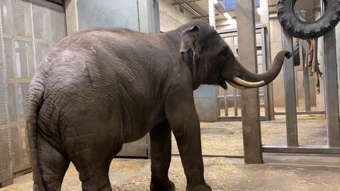 Elefant Minh-Tan ist im Heidelberger Zoo angekommen