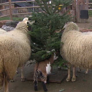 Die Schafe im Heidelberger Zoo freuen sich über den Weihnachtsbaum in ihrem Gehege.