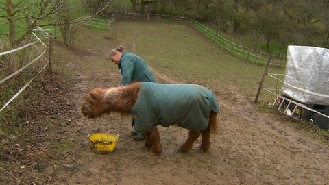 Pony Snoopy lebt auf dem Gnadenhof mittlerweile schon seit neun Jahren.