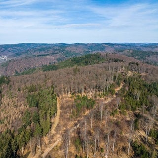 Auf dieser Fläche zwischen Heidelberg und Schönau könnte der Bürgerwindpark Lammerskopf entstehen.