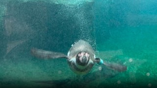 Die Pinguine aus dem Luisenpark sind wieder in Mannheim. Sie waren fast drei Jahre in Frankfurt