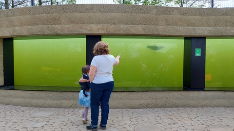 Die Pinguine im Luisenpark Mannheim