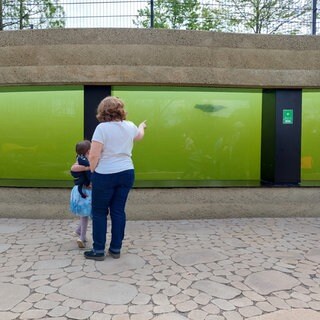 Die Pinguine im Luisenpark Mannheim