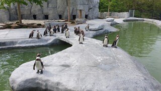 Die Pinguine im Luisenpark Mannheim