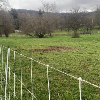 Diese Wiese am Nußlocher Ortseingang (Rhein-Neckar-Kreis) könnte bald mit einem Supermarkt und Wohnhäusern bebaut werden.