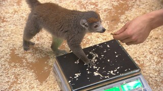 Inventur im Heidelberger Zoo