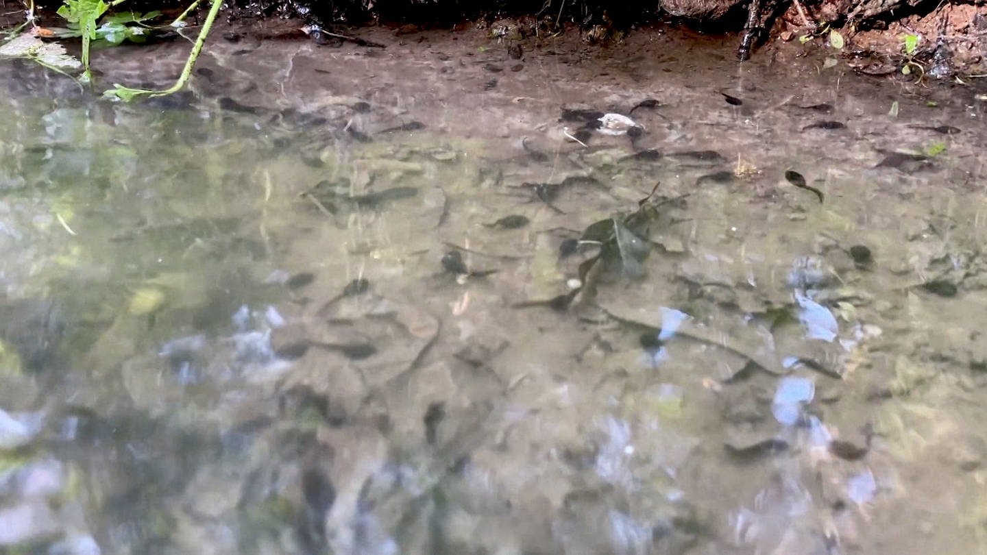 Kaulquappen schwimmen in einer Fahrrinne eines Waldwegs