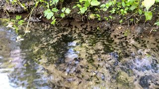 Kaulquappen schwimmen in einem Tümpel im Wald bei Gaiberg