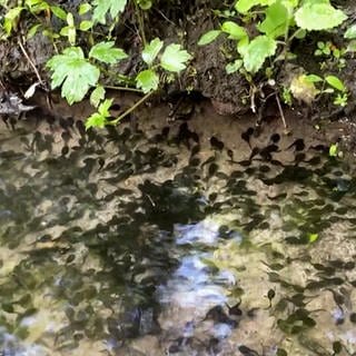 Kaulquappen schwimmen in einem Tümpel im Wald bei Gaiberg