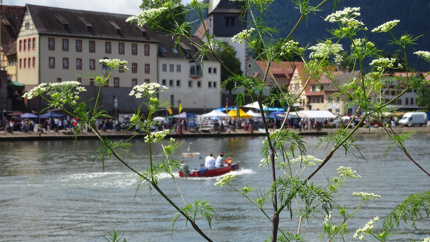 Blick auf Neckargemünd beim Aktionstag 