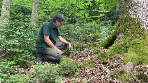 Mischwald mit Forstrevierleiter Wolfgang Kunzmann in der Scheringer Hardt im Odenwald