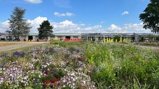 BUGA23 -Blumen auf Spinelli - im Hintergrund "Monnem" und "The Land"