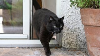 Eine Katze verläßt eine Wohnung durch eine Terrassentür. 