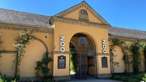 Ein  Weißhaubenkakadu-Paar im Heidelberg Zoo hat Nachwuchs