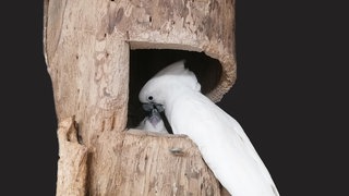 Nachwuchs bei den Weißhaubenkakadus