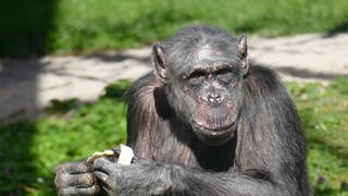 Die Schimpansin Heidi aus dem Heidelberger Zoo wurde 52 Jahre alt
