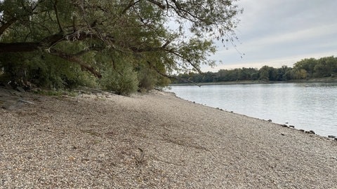 Das Rheinufer am Strandbad in Mannheim-Neckarau