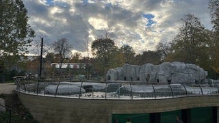 Die Pinguine im Mannheimer Luisenpark sind am Mittwoch wieder eingezogen. In dem Becken haben Bauarbeiten stattgefunden.