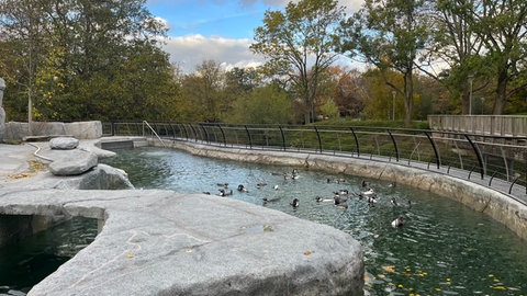 Die Pinguine im Mannheimer Luisenpark sind am Mittwoch wieder eingezogen. In dem Becken haben Bauarbeiten stattgefunden.