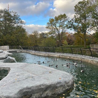 Die Pinguine im Mannheimer Luisenpark sind am Mittwoch wieder eingezogen. In dem Becken haben Bauarbeiten stattgefunden.