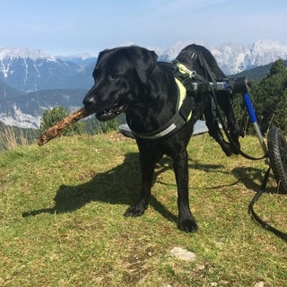 Gelähmter Labrador