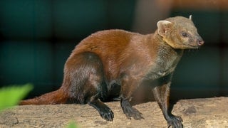 Ringelschwanzmungos Zoo Heidelberg