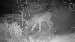 Die Aufnahme einer automatischen Fotofalle zeigt einen Wolf im Nationalpark Bayerischer Wald. Im Nationalpark Bayerischer Wald halten sich mittlerweile drei Wölfe auf. (Symbolbild)