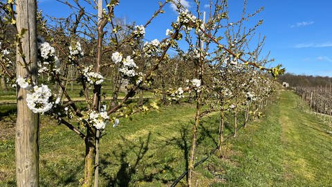 Blüten an Apfelbäumen