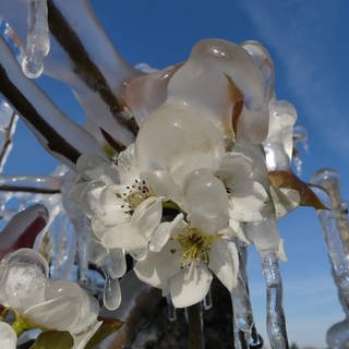 Ladenburg: Frostschutz bei Obstbauern